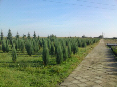 KRZYSIAK spygliuočių lapuočių medžiai ir krūmai vijokliai melsvės питомник augalų ir medžių Lenkijoje